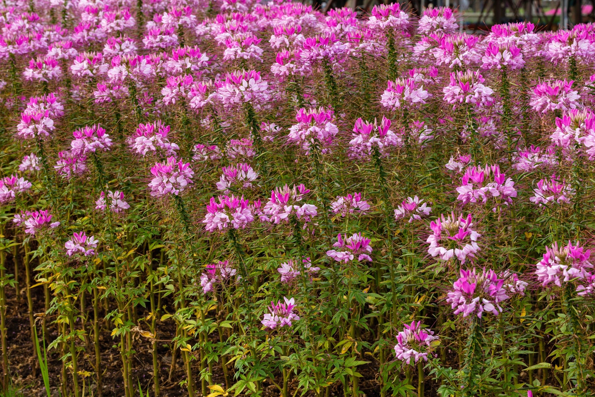 cleome rose queen seeds Cleome hassleriana, 'Pink Queen'