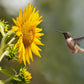 100 BLACK OIL SUNFLOWER Helianthus Annuus Yellow Hummingbird Bird Flower Seeds