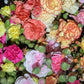 100 RAINBOW CARNATION Mix Mixed Colors Dianthus Caryophyllus Flower Seeds