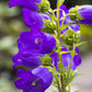 200 Blue CANTERBURY BELLS - CAMPANULA Medium Flower Seeds