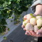 100 WHITE SOUL STRAWBERRY Fragaria Vesca Fruit Flower Berry Seeds