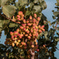 5 PISTACHIO NUT TREE Pistacia Vera Fruit Red Flowers Seeds