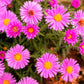 100 Pink NEW ENGLAND ASTER Aster Novae var Angliae Flower Seeds