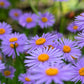 50 Blue EAST INDIES ASTER Tongolensis Flower Seeds