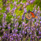 500 True ENGLISH LAVENDER VERA Lavandula Angustifolia Vera Herb Purple Flower Seeds