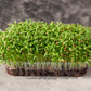 100 FIESTA Green CILANTRO / CORIANDER Coriandrum Sativum Herb Vegetable Seeds
