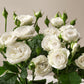 5 WHITE ROSE Rosa Bush Shrub Perennial Flower Seeds