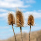 75 FULLERS TEASEL Indian Teasel Dipsacus Sativus White Flower Herb Seeds
