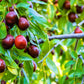 20 ASIAN DATE Jujube Ziziphus Spinosa Common Chinese Tsao Red Fruit Tree Seeds