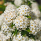 50 White CHINESE SPIREA Spiraea Chinensis Meadowsweet Flower Bush Shrub Seeds