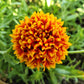 30 SUNDANCE BICOLOR GAILLARDIA Pulchella Indian Blanket Flower Seeds