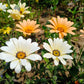 1000 MIXED AFRICAN DAISY ( Cape Marigold / Sun Marigold ) Dimorphotheca Sinuata Flower Seeds