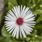 100 Gelato WHITE ICE PLANT Mesembryanthemum Livingstone Daisy Flower Seeds