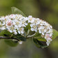 30 PURPLE CHOKEBERRY Aronia Prunifolia White Flower Fruit Shrub Seeds