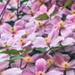 10 MIXED HYBRID CLEMATIS Hybrida Red Purple Pink Blue Bicolor Flower Vine Seeds