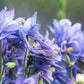 50 Blue ROCKY MOUNTAIN COLUMBINE Aquilegia Caerulea Flower Seeds