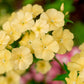 100 YELLOW BEAUTY PHLOX Drummondii Nana Compacta Short Dwarf Flower Seeds