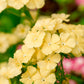 100 YELLOW BEAUTY PHLOX Drummondii Nana Compacta Short Dwarf Flower Seeds