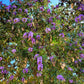 10 TEXAS Mountain LAUREL Sophora Secundiflora Mescal Tree Purple Flower Seeds