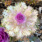 60 ORNAMENTAL KALE MIXED Colors Brassica Oleracea Flower Seeds