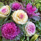 60 ORNAMENTAL KALE MIXED Colors Brassica Oleracea Flower Seeds