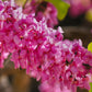 40 CHINESE REDBUD Cercis Chinensis Shrub Small Tree Pink Purple Flower Seeds