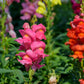 2000 SNAPDRAGON CORONA MIX Antirrhinum Majus Flower Seeds