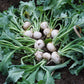 300 WHITE EGG TURNIP Brassica Rapa Vegetable Seeds