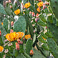 10 Orange PRICKLY PEAR CACTUS Nopal Indian Fig Opuntia Ficus-Indica Fruit Flower Seeds