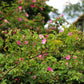 10 Pink CINNAMON ROSE Bush Amur Rosa Davurica Fragrant Flower Seeds