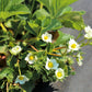 100 YELLOW WONDER STRAWBERRY Everbearing Heirloom Alpine Fragaria Vesca Yellow Berry Fruit Seeds
