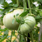 50 WHITE Wonder BEEFSTEAK TOMATO Lycopersicon 1 - 2 lb Fruit Vegetable Seeds
