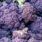 200 PURPLE SPROUTING BROCCOLI Brassica Oleracea Vegetable Seeds