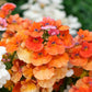 50 ORANGE PRINCE NEMESIA Strumosa Flower Seeds