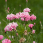 750 Pink BACHELOR'S BUTTON / CORNFLOWER Centaurea Cyanus Flower Seeds