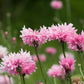 750 Pink BACHELOR'S BUTTON / CORNFLOWER Centaurea Cyanus Flower Seeds