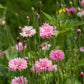 750 Pink BACHELOR'S BUTTON / CORNFLOWER Centaurea Cyanus Flower Seeds