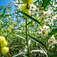 10 BALLOON MILKWEED Hairy Balls Butterfly Weed Asclepias Gomphocarpus Physocarpus Monarch Flower Seeds