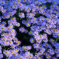 50 Blue RICE BUTTON ASTER Dumosus Flower Seeds