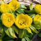 10 WINTER ACONITE Eranthis Hyemalis Yellow Sun Shade Flower Seeds