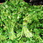 2000 Cutting LEAF CELERY Apium Graveolens Secalinum European Chinese Herb Seeds