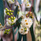 25 RED FOREST GUM Tree Eucalyptus Tereticornis Blue Grey Mountain Flower Seeds