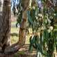 25 RED FOREST GUM Tree Eucalyptus Tereticornis Blue Grey Mountain Flower Seeds