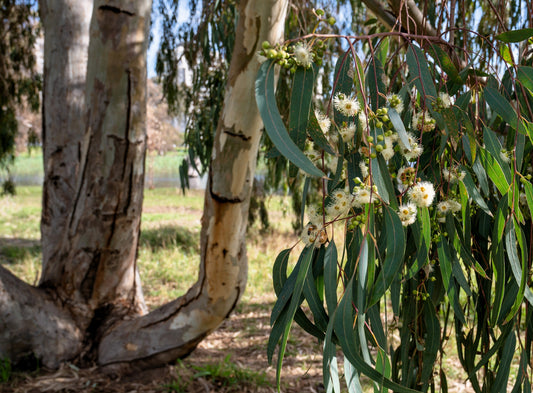 25 RED FOREST GUM Tree Eucalyptus Tereticornis Blue Grey Mountain Flower Seeds