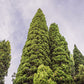 20 MEDITERRANEAN CYPRESS TREE Italian Pencil Pine Cedar Cupressus Sempervirens Stricta Seeds