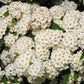 50 White CHINESE SPIREA Spiraea Chinensis Meadowsweet Flower Bush Shrub Seeds