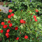 30 CARDINAL CLIMBER VINE Ipomea Quamoclit Red Flower Seeds