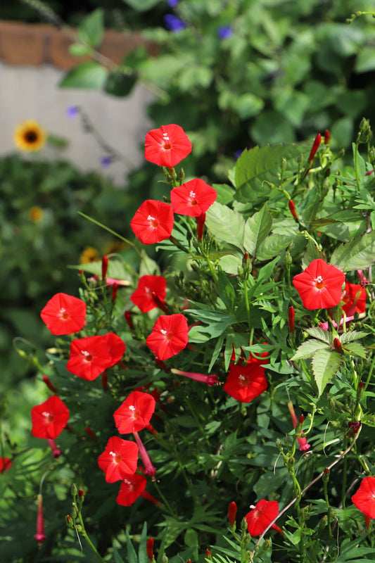 30 CARDINAL CLIMBER VINE Ipomea Quamoclit Red Flower Seeds