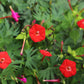 30 CARDINAL CLIMBER VINE Ipomea Quamoclit Red Flower Seeds