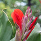 5 RED CANNA LILY Indian Shot Canna Indica Flower Seeds